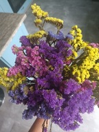 ZATRWIAN WRĘBNY MIX stabilizowany suszony kwiaty suszki limonium