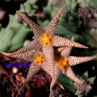Kaktusy! - Piaranthus pillansii - RARYTAS!!!