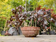 Buk czerwony purpurea pendula Karol mini okaz 12 letni w misie inny