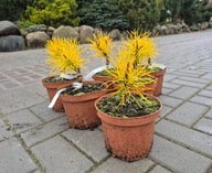 OŚLEPIAJĄCA, POSZUKIWANA Sosna wydmowa Chief Joseph NAJPEPSZA CENA I JAKOŚĆ