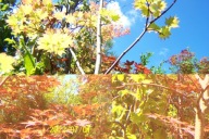 Klon czerwony Tana barwny palmowy japoński inny