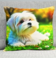 Poduszka 40/40cm Maltańczyk Maltese