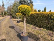 Cyprysik cięty w kulę na pniu nr 2