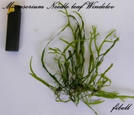 Microsorium sp. Needle Leaf Windelov -rarytas - od fibell