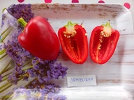 Papryka Samborka lekko ostra bardzo plenna nasiona kolekcjonerskie