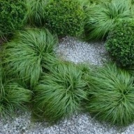 Turzyca Wiosenna THE BEATLES