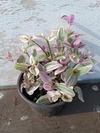 trzykrotka albiflora sweetness