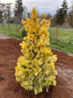 MAGICZNY Cedrzyniec kalifornijski 'Maupin Glow' Calocedrus decurrens