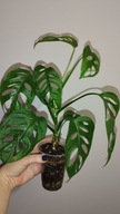 Monstera adansonii sadzonka