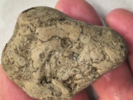 Skamieniałe koralowce algi glony agaty muszlowe