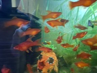 Mieczyki weloniaste czerwone