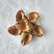 BIBELOT OZDOBA KWIAT Z MUSZLI MORSKICH