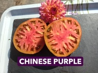 Pomidor Chinese Purple bardzo rzadka odmiana nasiona kolekcjonerskie