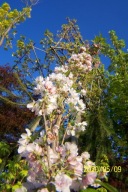 Wiśnia japońska platan jarzębina kasztanowiec grab tulipanowiec brzoza inna