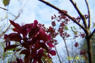 Jabłoń kaskada rajska szczepiona mini taras inna