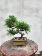 Pinus Thunbergii Bonsai