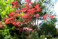 Klon palmowy czerwony pagodowy Leo szczepiony okaz 10 letni inny