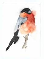 gil, ptaki Polski, akwarela, oryginał, format A5