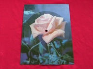 SKALDOWIE prześliczna wiolonczelistka POCZTÓWKA DŹWIĘKOWA Ruch