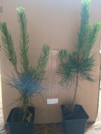 Sosna czarna 40 cm p9 Piękne sadzonki