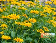 Słoneczniczek szorstki - bylina MIODODAJNA (10szt)