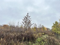 Działka, Sochaczew, Sochaczewski, 4070 m²