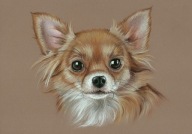 CHIHUAHUA PIES - Rysunek obraz na prezent - A4