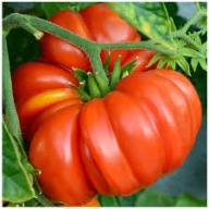 Marmande Sadzonki Pomidorów