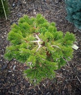 PŁACZĄCA MINIATURKA Sosna górska 'Pendulina' C5 PA