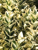 Trzmielina japońska White Spire (Euonymus japonicus 'White Spire') C1 10cm