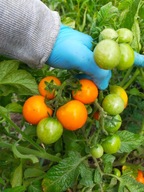 Pomidor Słodkaja oblepicha koktajlowy pomarańczowy