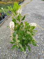 Orszelina olcholistna-Clethra alnifolia duża sadzonka 3l,XXL