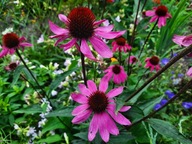 Jeżówka różowa piękny kwiat wieloletni sadzonka w doniczce długo kwitnie