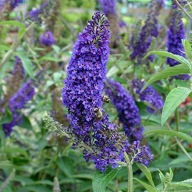 BUDLEJA 'Nanho Blue' MOTYLI KRZEW SADZONKA XL !! Buddleja davidii