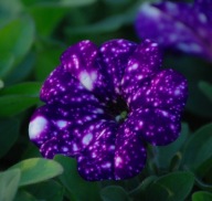 Petunia Special Night Sky Unikat!