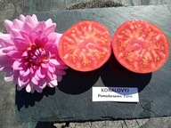 Pomidor Koralovyj stara rosyjska odmiana heirloom nasiona kolekcjonerskie