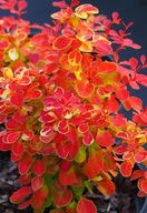 berberys ORANGE ..DESPERADOS" OGNISTE KOLORY W OGRODZIE Polska odmiana PBR