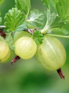 Agrest zielony 'Mocurines' c2 10/15cm