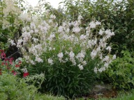Gaura biała - 50 nasion