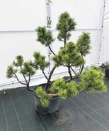 BONSAI - SOSNA GÓRSKA "MOPS" Szczepiony, formowany 110 cm