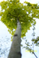 Klon żółty liść kulisty szczepiony stary okaz inny