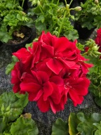 Pelargonia wisząca Temprano Dark Red
