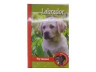 Labrador psy rasowe A.M.Pol