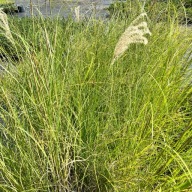 Miskant chiński 'Rotsilber' (Miscanthus) P13