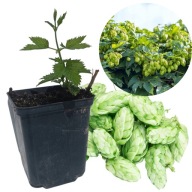 Sadzonki Chmielu MARYNKA Polski Chmiel Doniczka P9