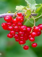 Porzeczka czerwona' Holenderska' c2 20cm