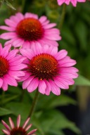 Jeżówka purpurowa SUNMAGIC "VINTAGE PINK" Echinacea sadzonka