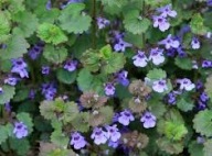 Bluszczyk Kurdybanek Cudowne Ziele Sadzonki 5 szt.