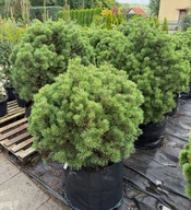 Sosna górska kosodrzewina Echiniformis 90-120cm jak Mops