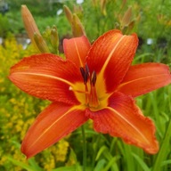 Liliowiec rdzawy, 100 sztuk ZESTAW